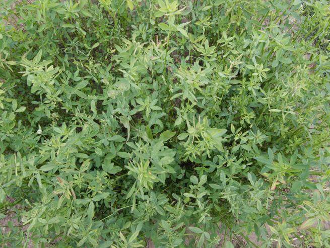 Dense green forage plant with small rounded leaves and thin upright stems growing in a bushy cluster outdoors.