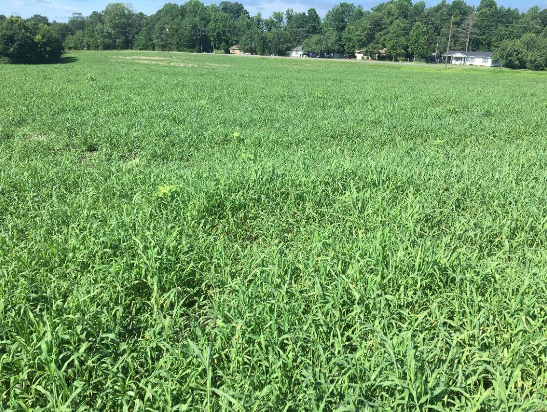 Mojo Crabgrass Crabgrass Southeast AgriSeeds