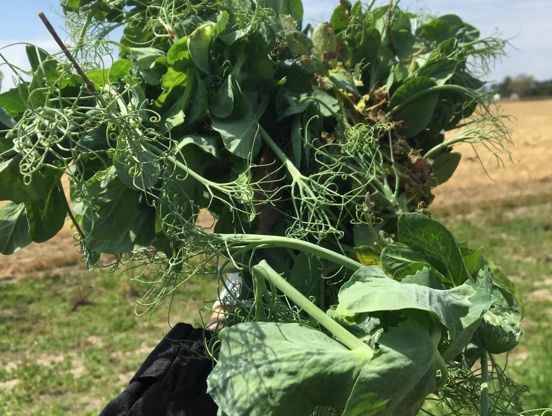 Austrian Winter Pea Seed – 10 Lbs – Cover Crop For Cold Climates (Seed Ranch)