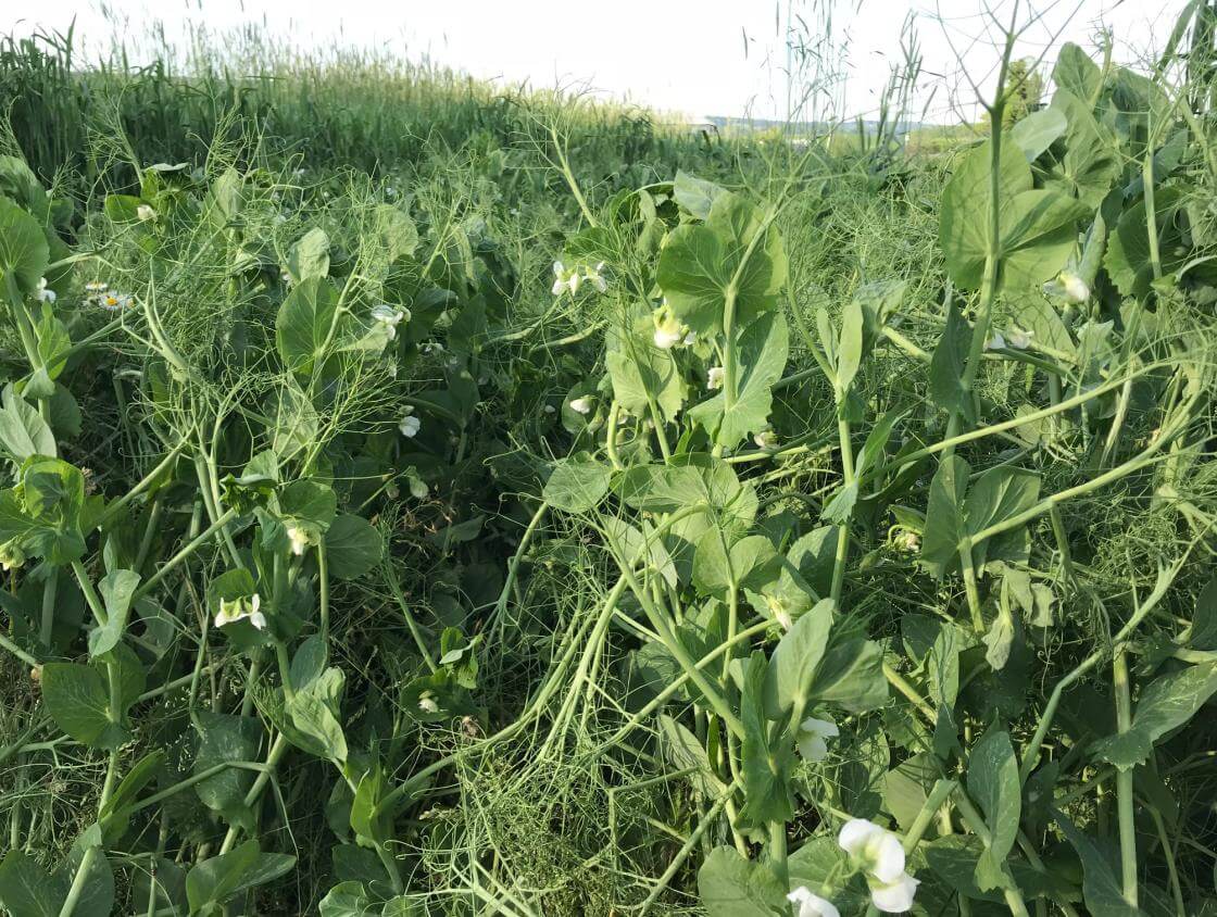 Keystone Winter Pea Winter peas Southeast AgriSeeds