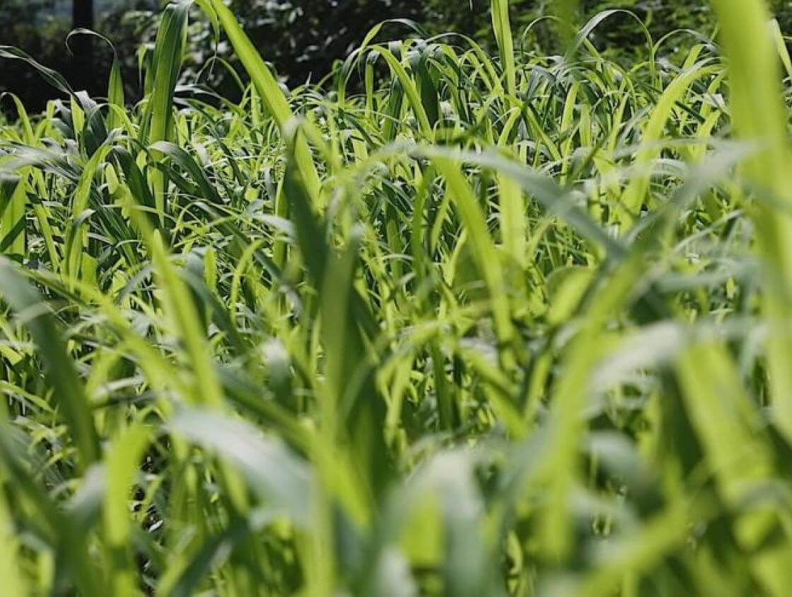 Egyptian wheat Southeast AgriSeeds