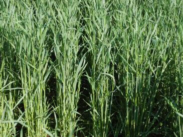 Wrens Abruzzi Rye Cereal Rye | Southeast AgriSeeds