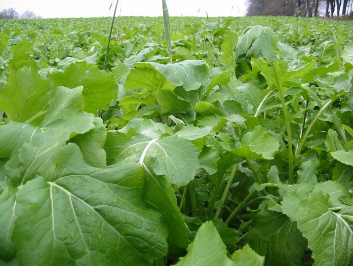 A closeup image of Barkant Turnip plants in a field