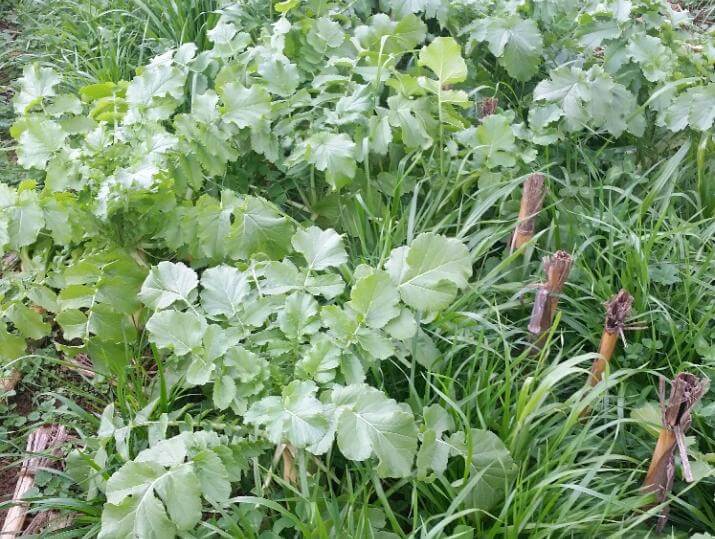 A cool season mixture of annual ryegrass, crimson clover and more.