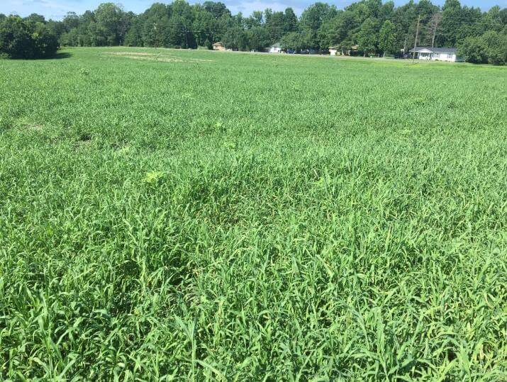 Field of crabgrass