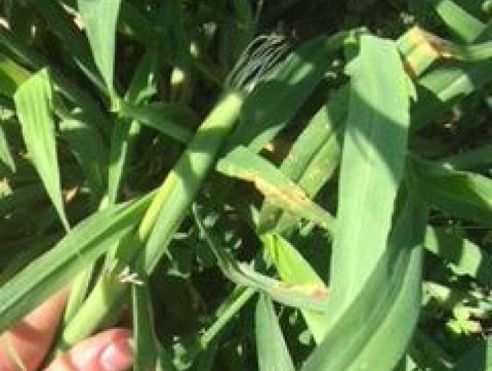 Closeup of crabgrass plant