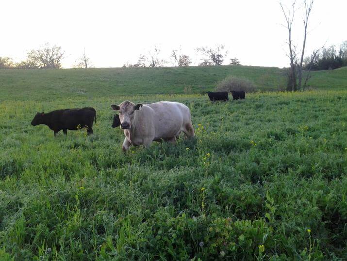 Cows grazing Ray's Crazy Fall Mix