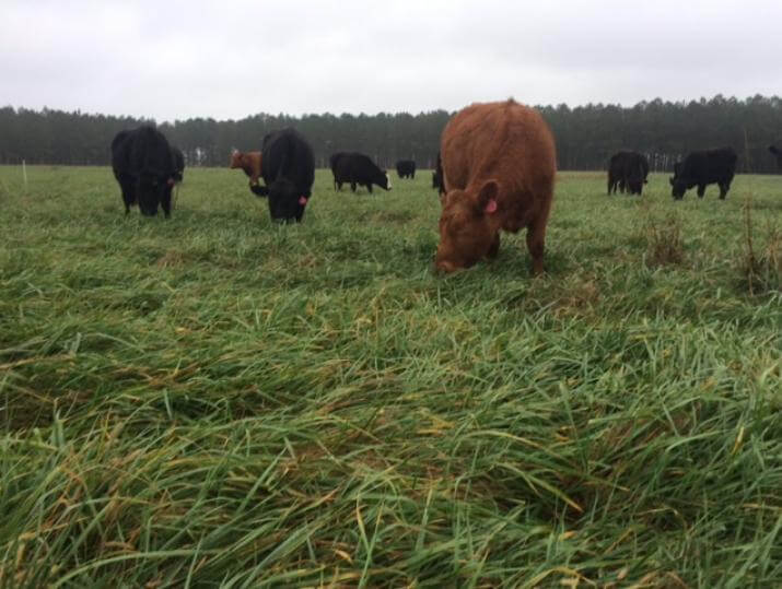 Cows grazing on Martin 2