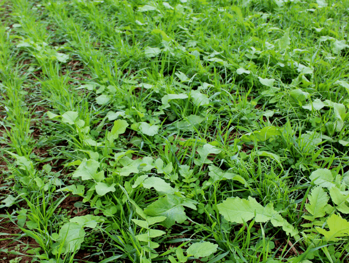 Field showing legumes, brassicas, clover, vetch, annual ryegrass and triticale growing.