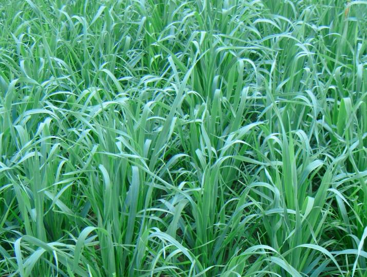 An closeup image of Oats Plus planted in a field