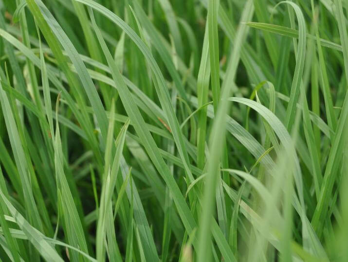 Close up of grass maxx mixture