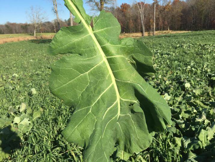 Winfred 59 days after planting