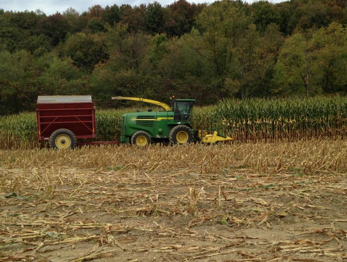 Field of corn and tractor
