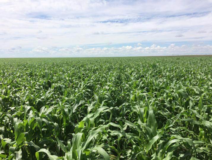Grazing corn