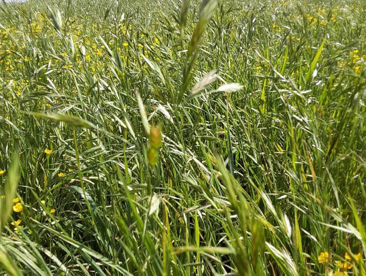 Persister Prairie Brome in a field.