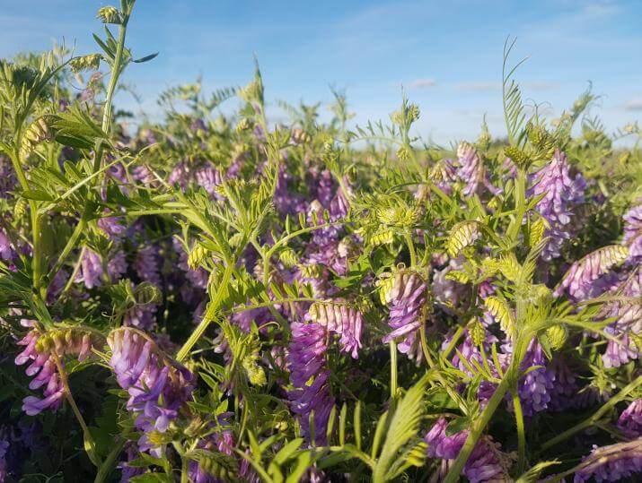 Patagonia Hairy Vetch plants