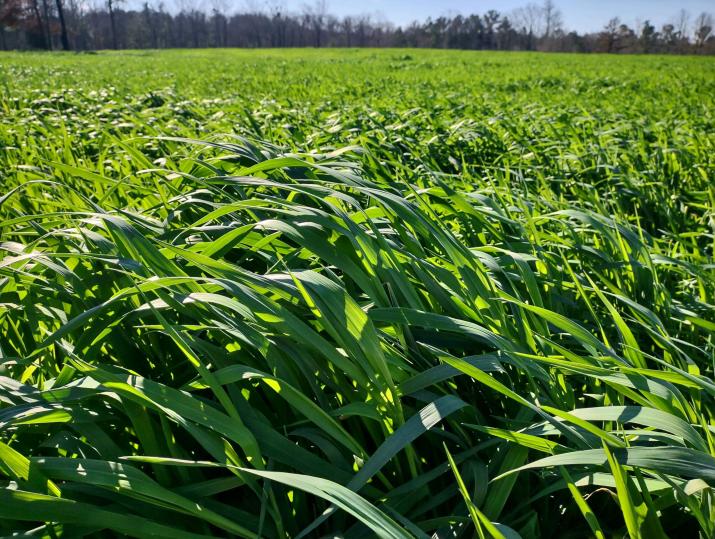 Canmore Spring Oats