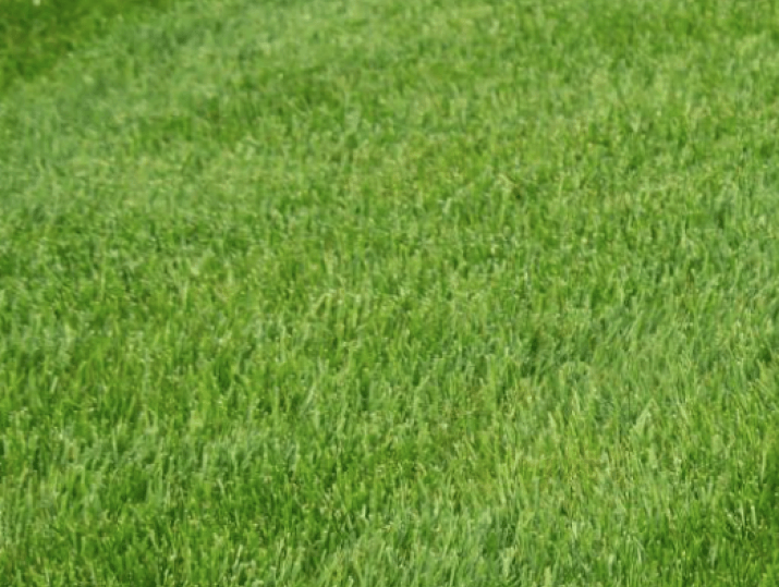 Greenspan Image