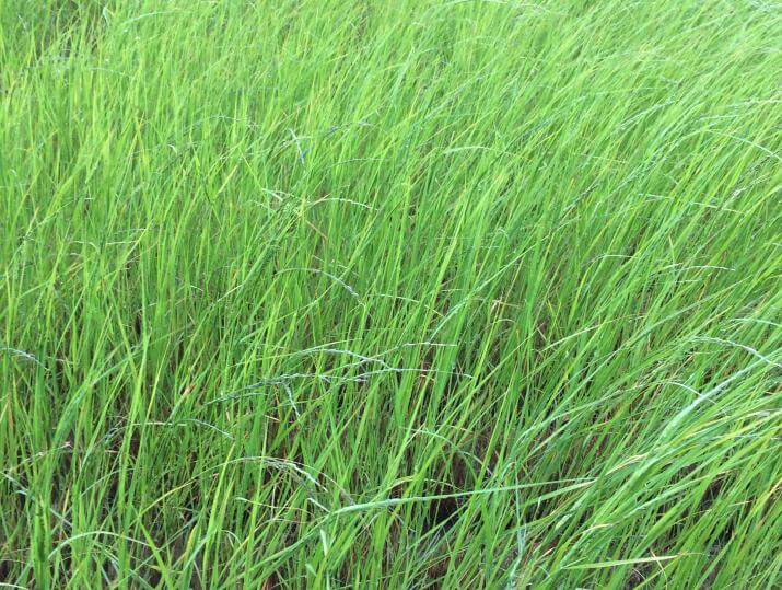 A dense patch of tall, green grass plants