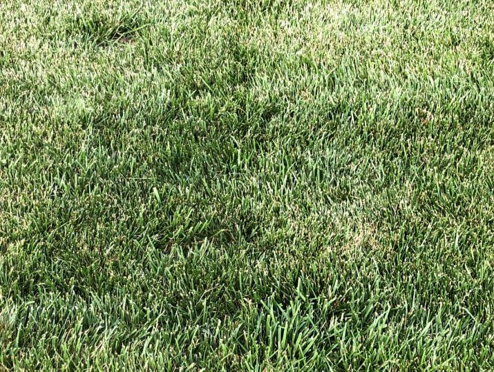 A dense patch of mowed green grass.