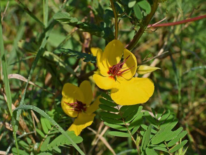 A bright yellow flower surrounded by green plants