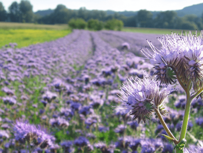 Purple phacelia field in full bloom, with delicate lavender flower heads in the foreground and rows of blossoms stretching toward distant trees and hills.