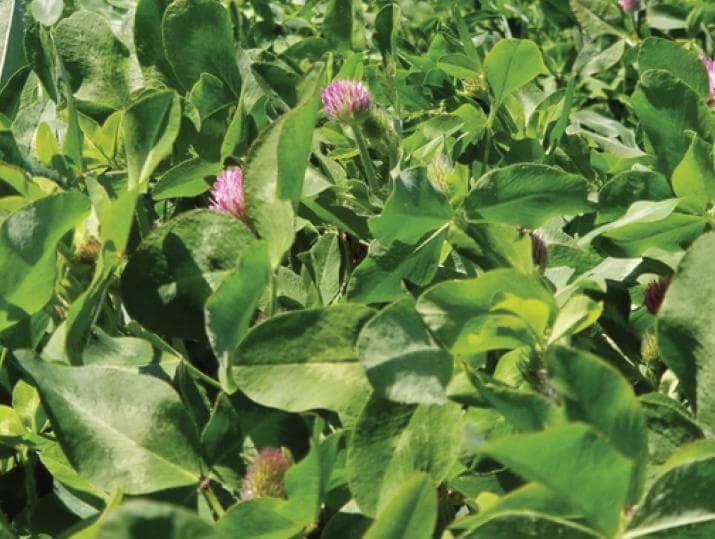 A dense patch of green clover with pink flowers.