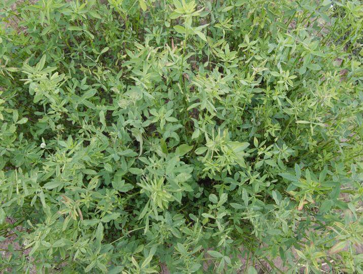 Dense green forage plant with small rounded leaves and thin upright stems growing in a bushy cluster outdoors.