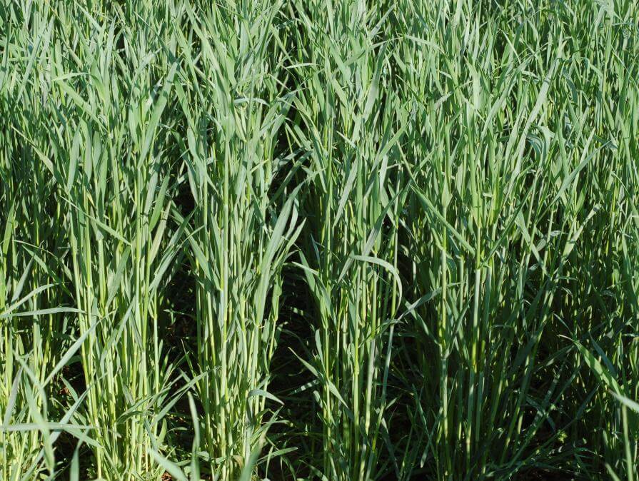 Wrens Abruzzi Rye Cereal Rye Southeast AgriSeeds