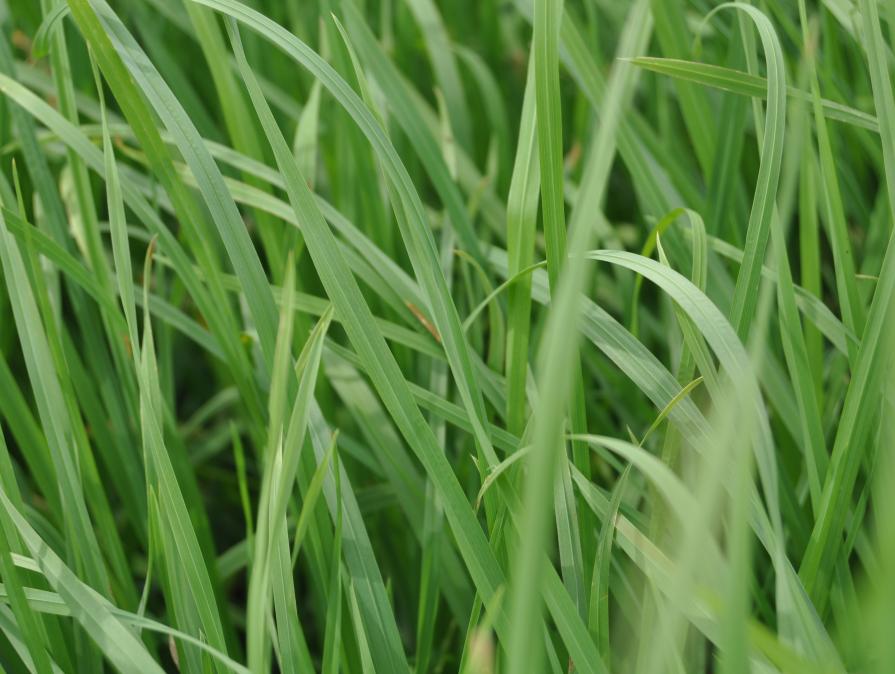 Grass Maxx Mixture | Southeast AgriSeeds