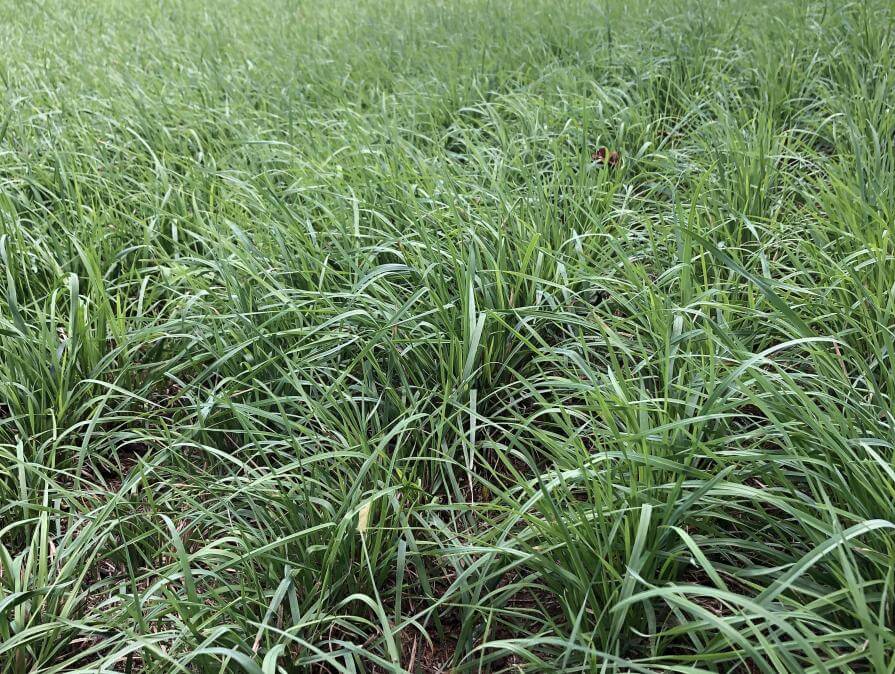 Persister Prairie Brome Prairie Bromegrass Southeast AgriSeeds